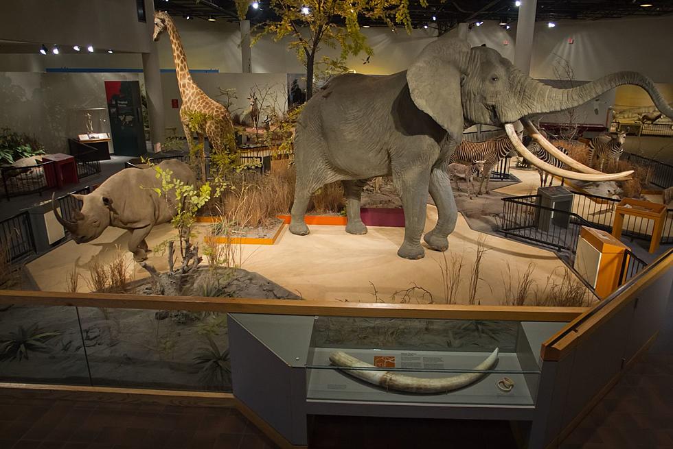 Great Plains Zoo Closes Delbridge Museum of Natural History