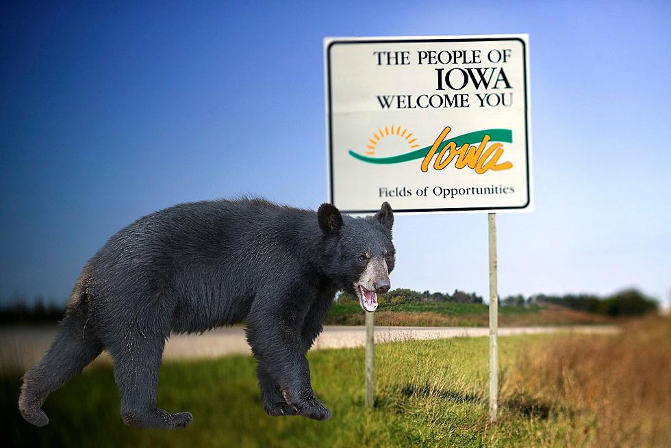 Are There Really Any Wild Bears In Iowa?