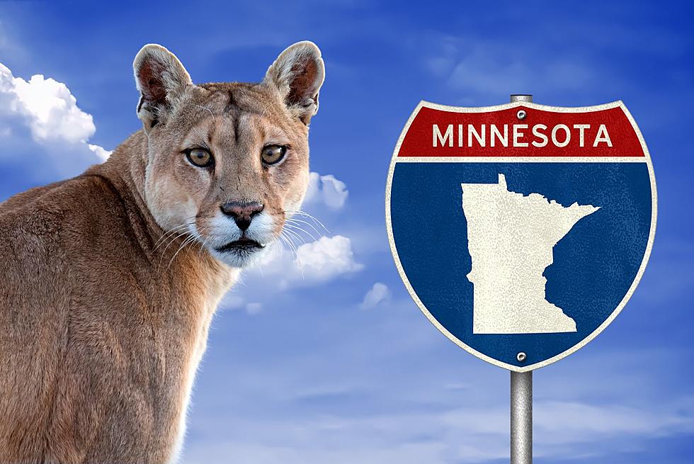 Massive Mountain Lion Caught On Camera In Minnesota