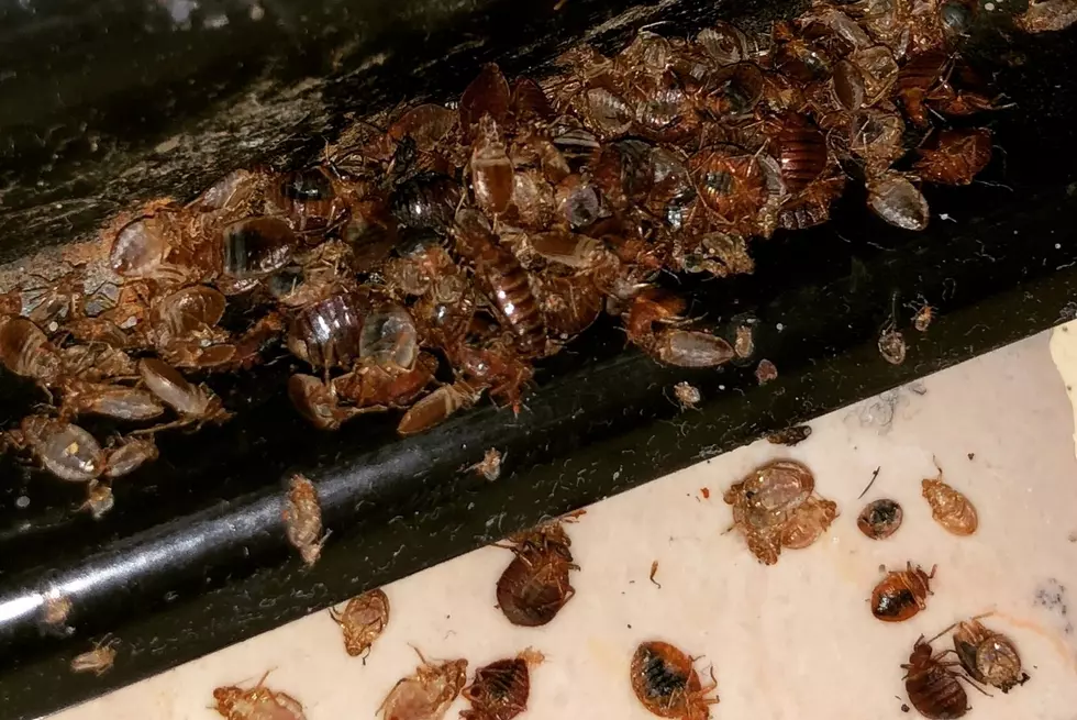 Two Iowa Towns Ranks High On List Of Worst Bed Bug Cities 2023-Getty Thinkstock