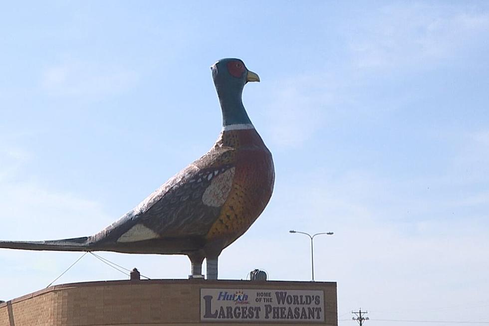 Bag This Bird! &#8216;World&#8217;s Largest Pheasant&#8217; Is for Sale in South Dakota