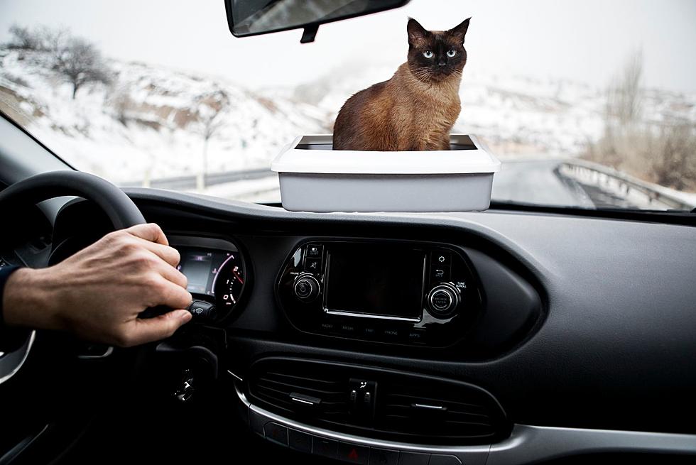 Why Are People Putting Cat Litter In Car Windows?