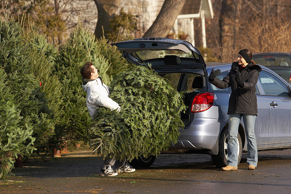 Time to Take down the Tree? Here Are Sioux Falls Two Drop off Sites