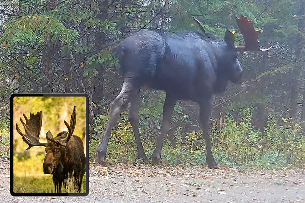 Camera Captures Amazing Minnesota Bull Moose Montage
