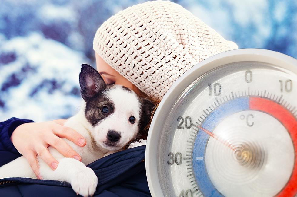 Keeping Your Pets Safe from the South Dakota Deep Freeze