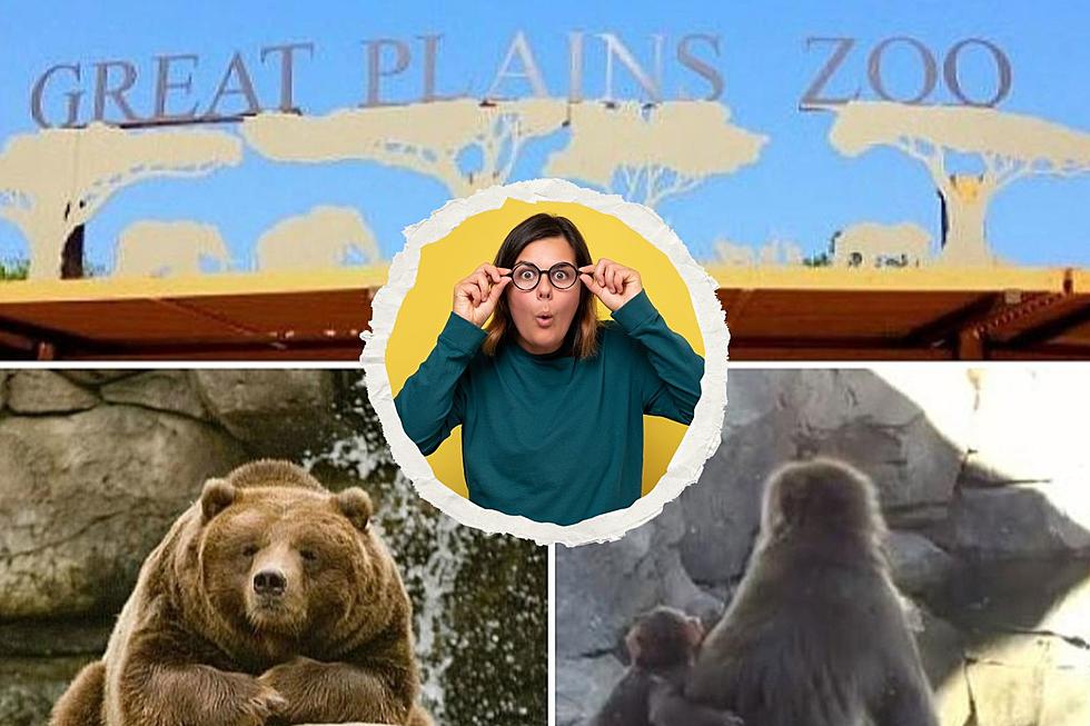 Woo At the Zoo: Exclusive Adults Only Night at Great Plains Zoo