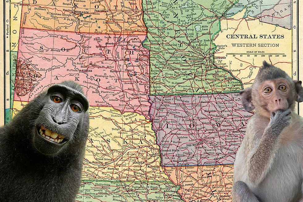 Is It Legal To Own A Monkey In Minnesota, Iowa, Or South Dakota?