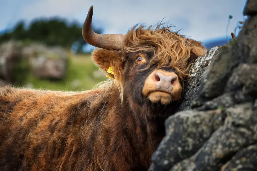 Iowa Has Some Of The Wackiest Guinness World Records-Getty Thinkstock