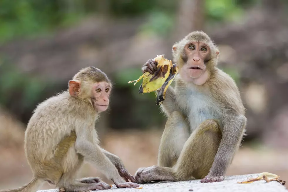 Is It Legal To Own A Monkey In Minnesota, Iowa, Or South Dakota-Getty Thinkstock