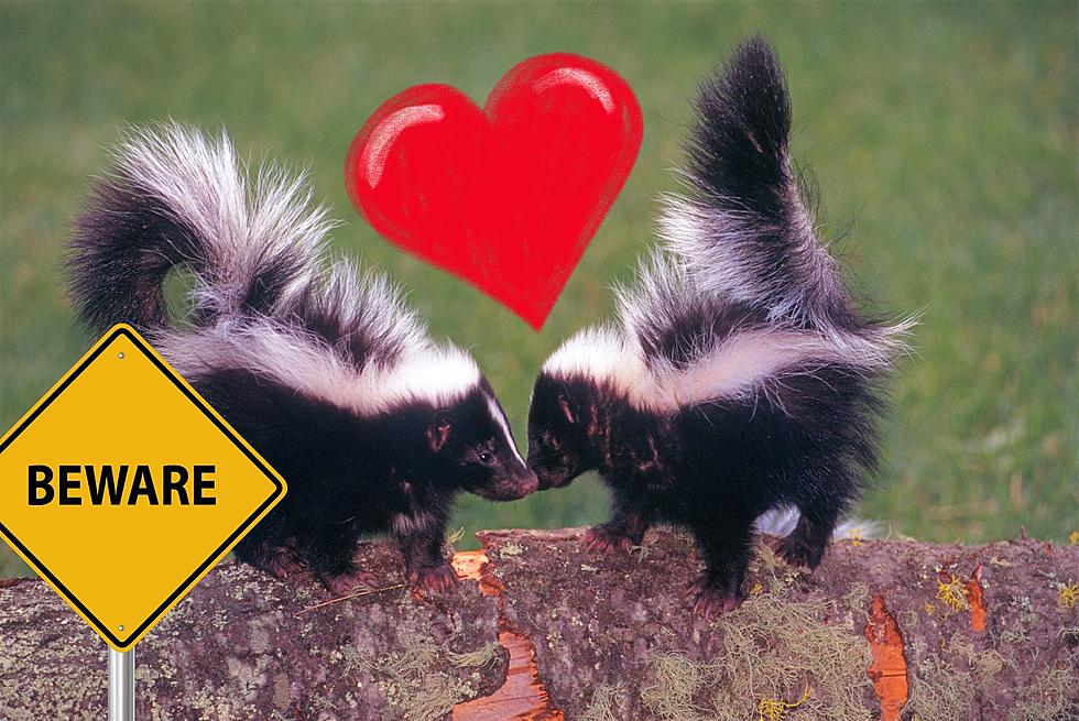 Beware! It’s Skunk Mating Season In Minnesota!