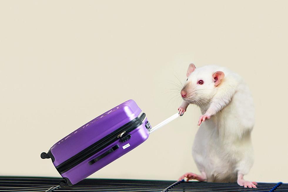 Is Rat Tourism Coming to Minneapolis?