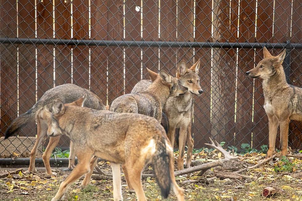 Great Plains Zoo Finally Names Six Endangered Red Wolf Pups