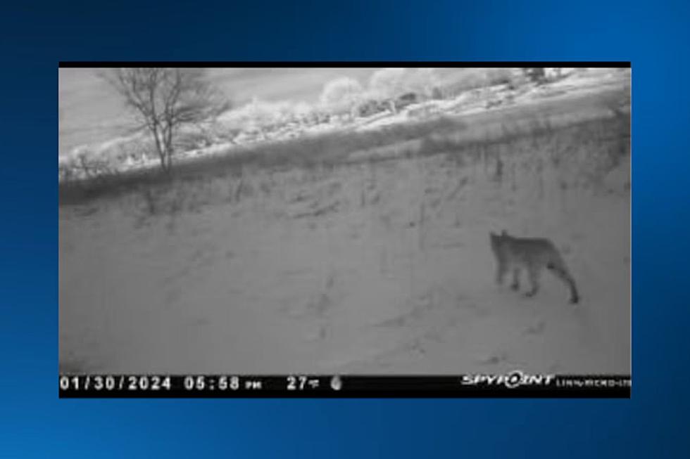 Bobcat Sighted Sunday Night Near McCook Lake in South Dakota