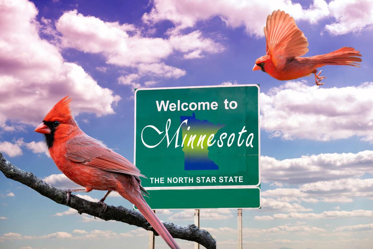 Minnesota Cardinal What Does It Mean When You See A Cardinal In Minnesota?