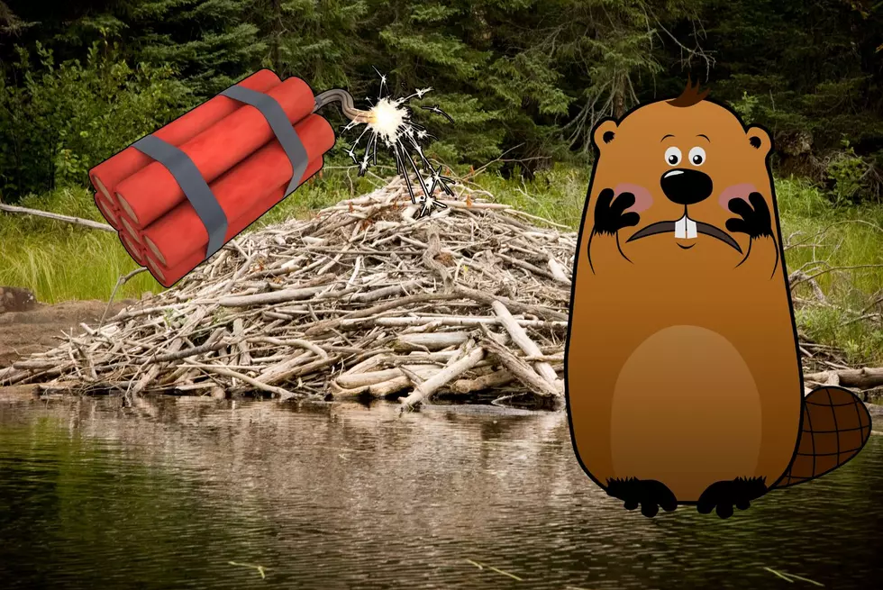 Can I Legally Blow Up A Beaver Dam In Minnesota?