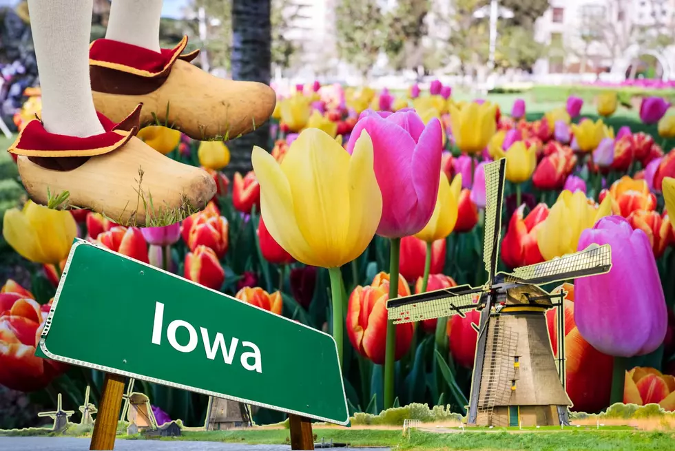 Almost Time For Iowa&#8217;s Terrifically Tremendous Tulip Festival!