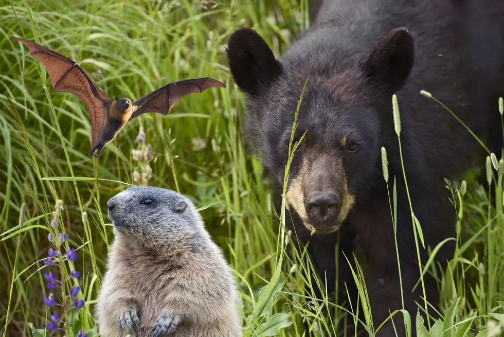 Guess What Animals Are Waking Up From Minnesota Hibernation!?