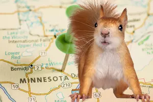 Is It Legal To Keep A Squirrel As A Pet In Minnesota?