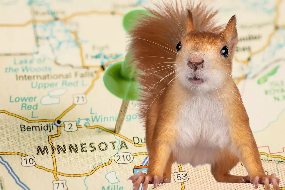 Is It Legal To Keep A Squirrel As A Pet In Minnesota?
