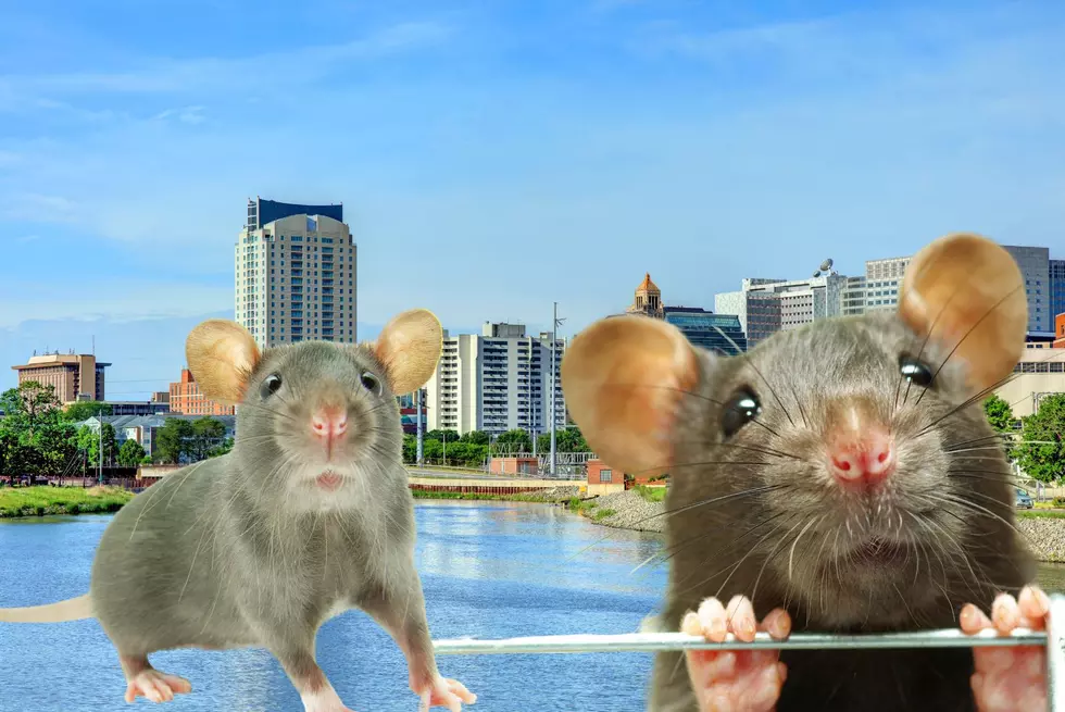 Minnesota City Makes Top-5 “2024 Most Rat Infested” List