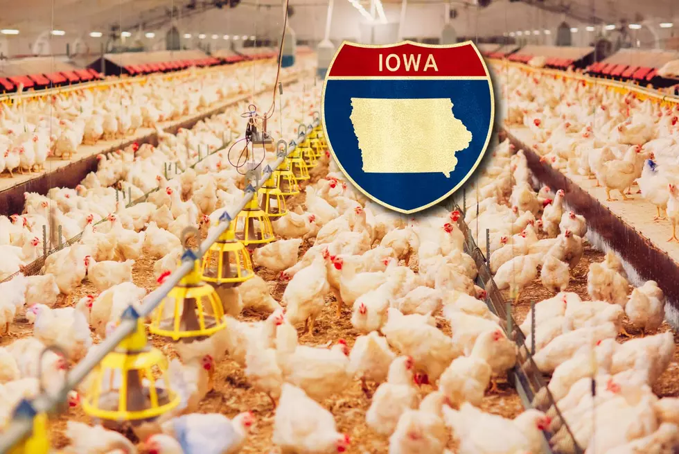 Over 4 Million Chickens Killed On Iowa Farm Because Of Bird Flu