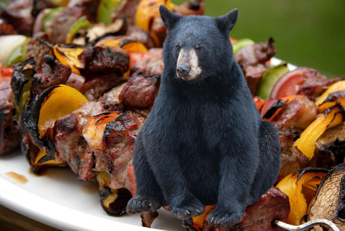 Minnesota, South Dakota Family Sickened with Worms From Bear Meat