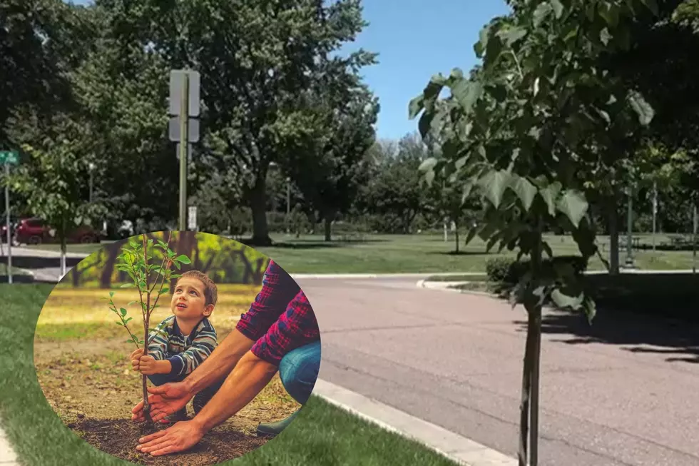 What Are the Guidelines for Planting Trees in Sioux Falls?