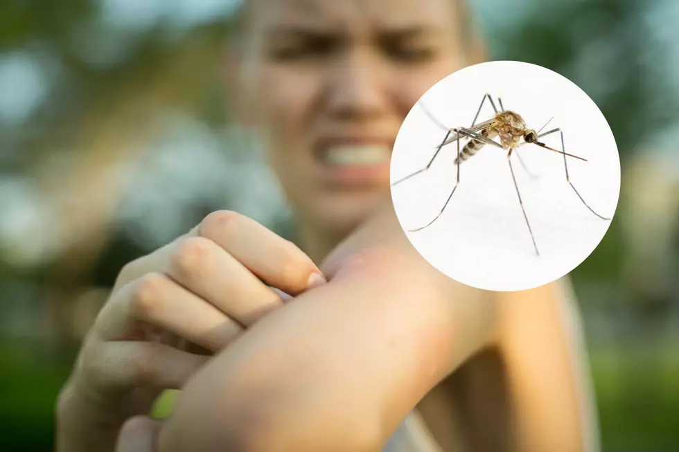 Stop the Itch! Mosquito Spraying Now Underway in Sioux Falls