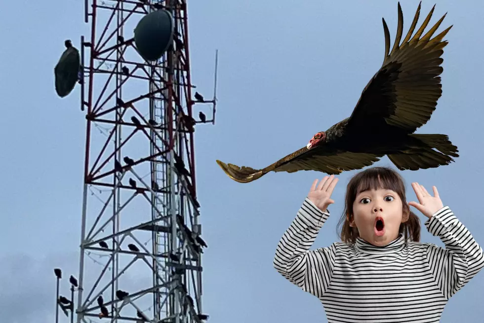 What Are All Those Giant Birds On That South Dakota TV Tower?