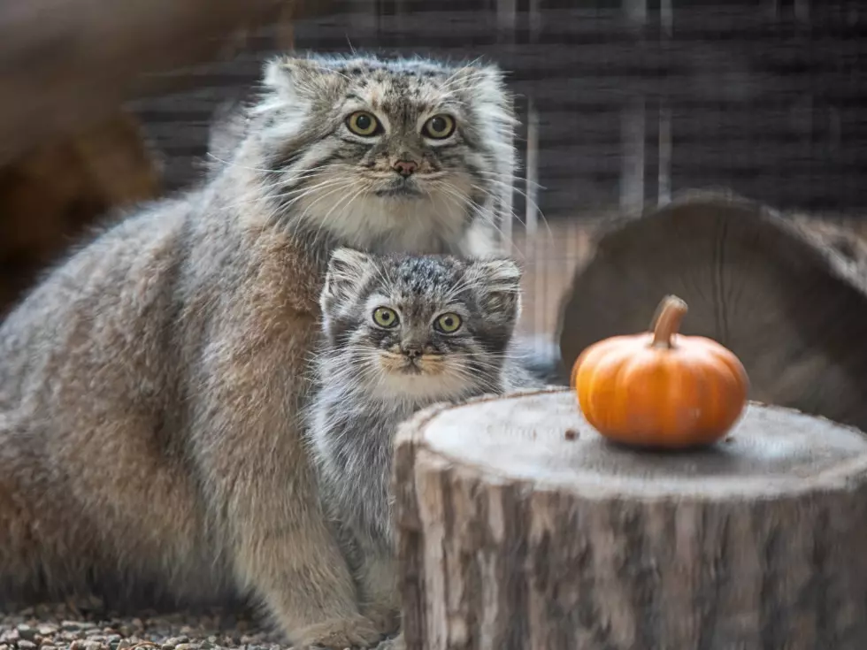 Pallas' kitten Tashi and mother Salkhi