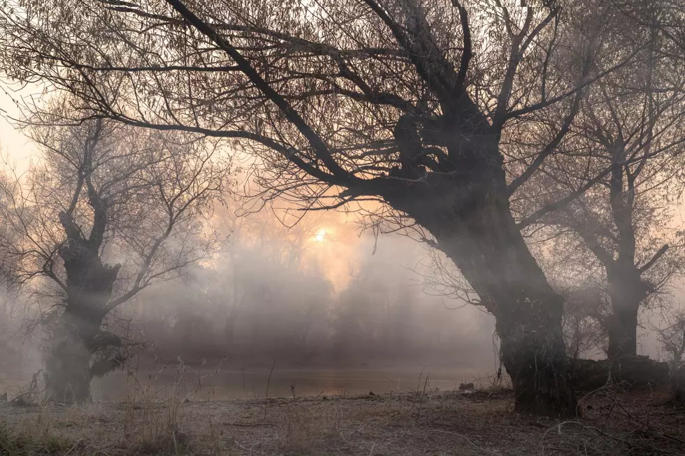 Creepy forest