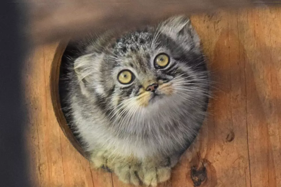 Tashi the Pallas' Cat
