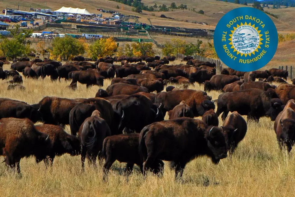 Beautiful Pictures From Custer State Park South Dakota