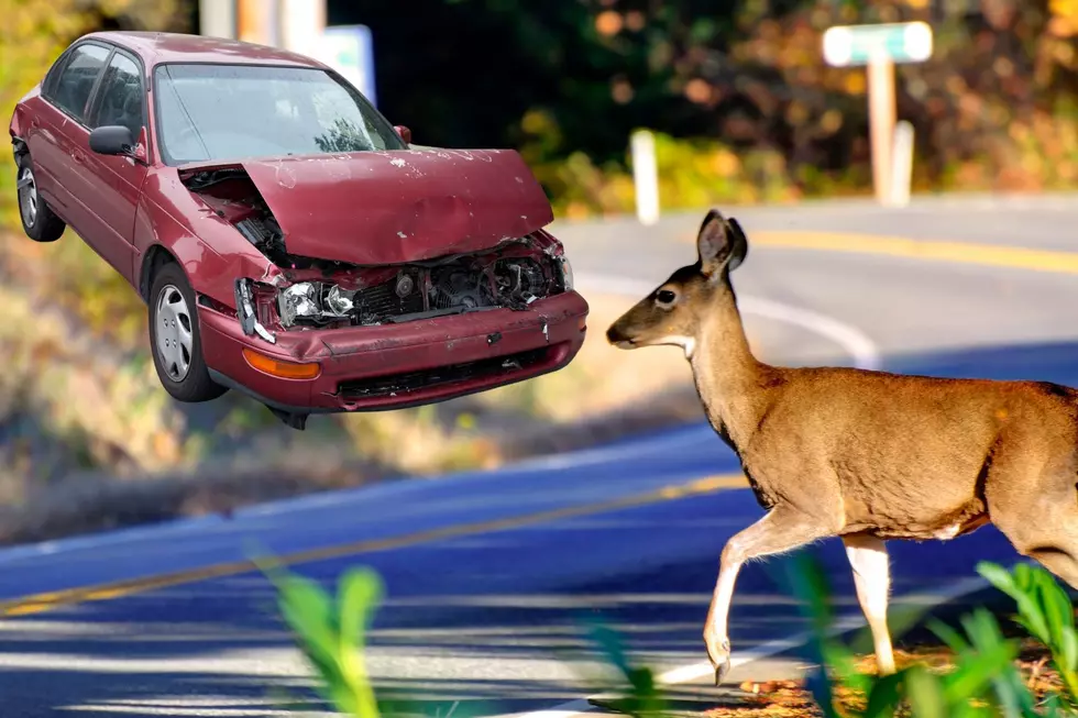Iowa And South Dakota In Top-10 States Most Deer-Vehicle Crashes