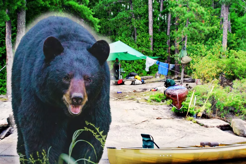 How Many Bear Attacks In Minnesota Boundary Waters Canoe Area?