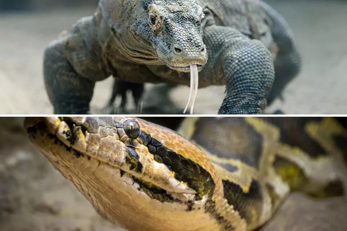 A Reptile Paradise Is Coming To Sioux Falls This Fall