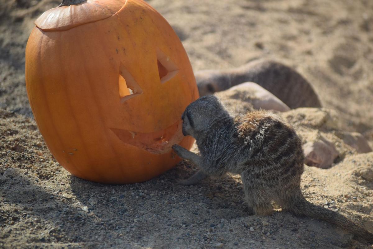 Sioux Falls Zoo and Aquarium Ready For the Spooky Season