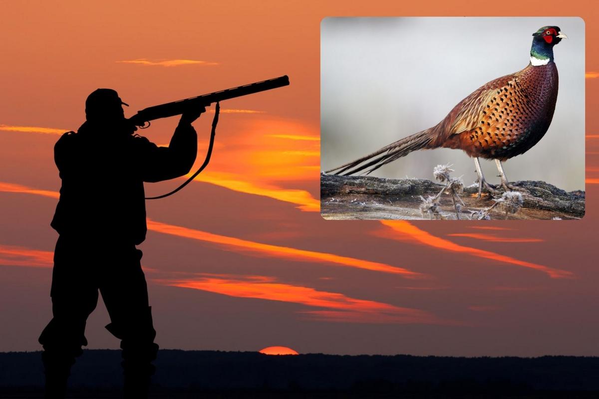 Record High Pheasant Numbers Have South Dakota Hunters Hopeful