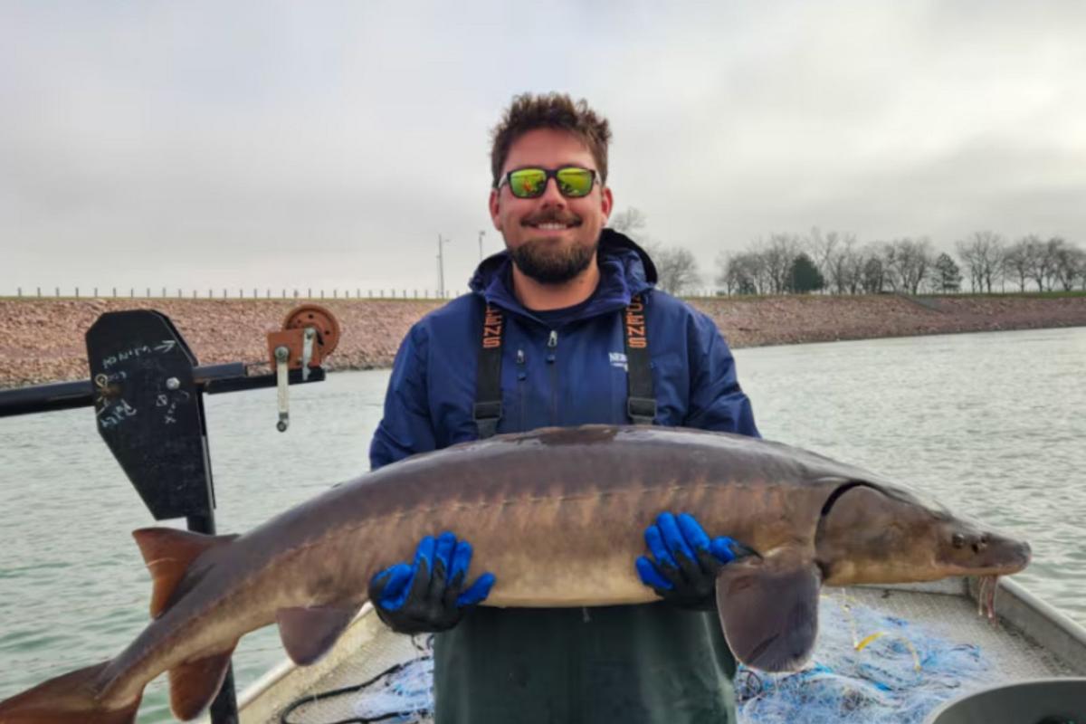 Rare Lake Sturgeon, Tagged Nine Years Ago, Measures Nearly 5 Feet In Gavins Point Catch