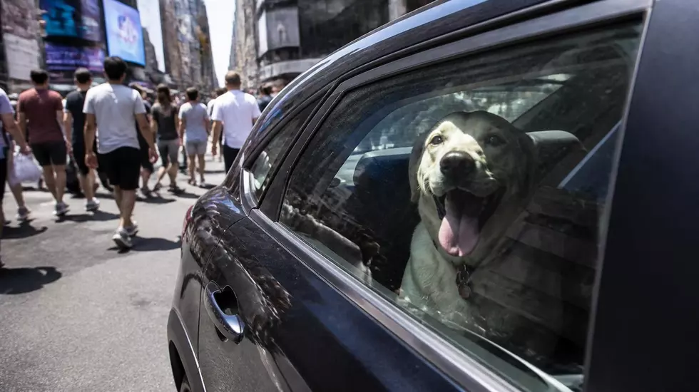 A Hot Car Can Kill: Protecting Your Dog On Hot South Dakota Days