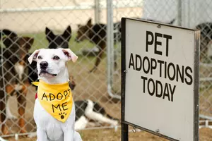 Minnesota Warning Folks About Adopting Dogs From South Dakota