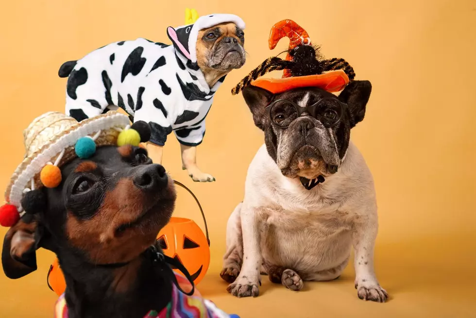 Costumes, Candy & Cute Weenies: Halloweenie Trunk or Treat!