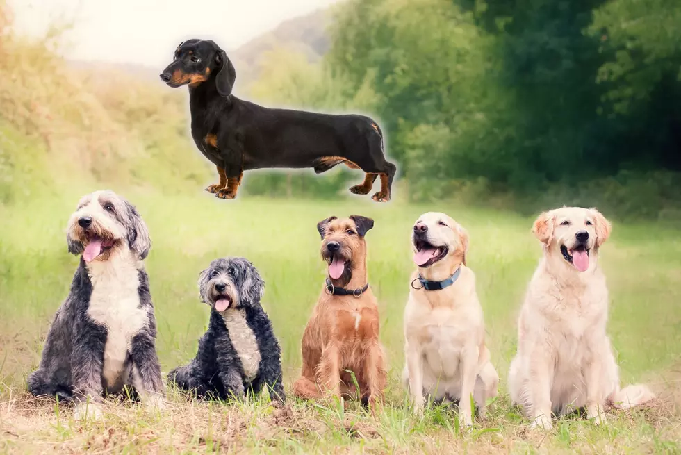 These Are South Dakota’s Top 10 Favorite Dog Breeds
