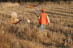 South Dakota Pheasant Season 2026 Opener Numbers Are In!