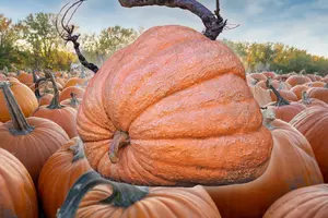 Minnesota Man Grows 2,389 Pound Pumpkin and Wins $21,501!