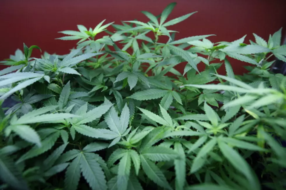 Majority of Americans Favor Legalization of Pot