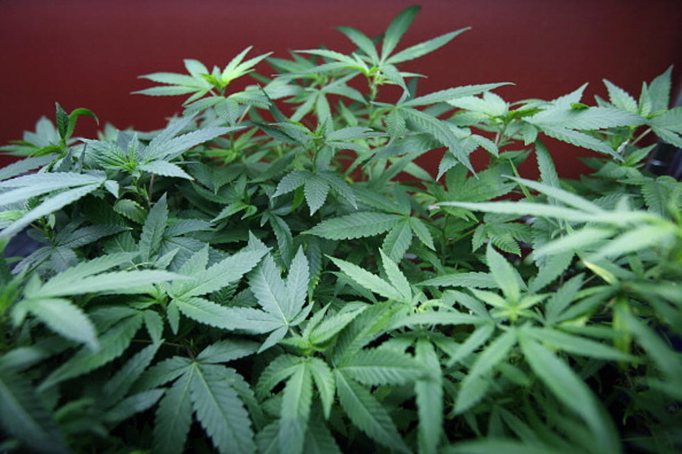 Colorado is Making Millions on Legal Marijuana Sales. Should South Dakota Have Legal Pot Sales?
