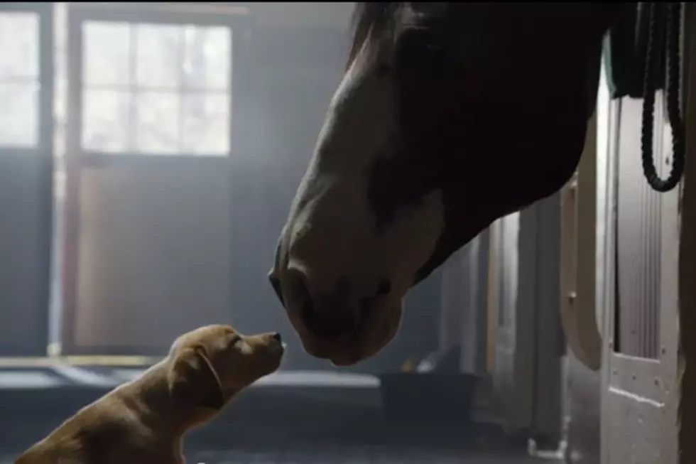 Budweiser Does It Again with Tissue-Worthy Puppy, Horse &#8216;Best Buds&#8217; Commercial