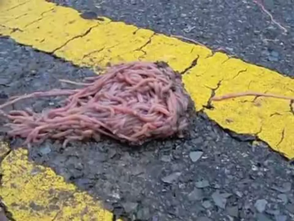 Nightmare Fuel: Tangled Balls of Earthworms Invade Texas