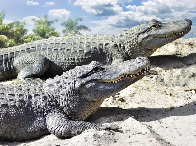 Reptile Gardens Celebrating 80 Years in the Black Hills